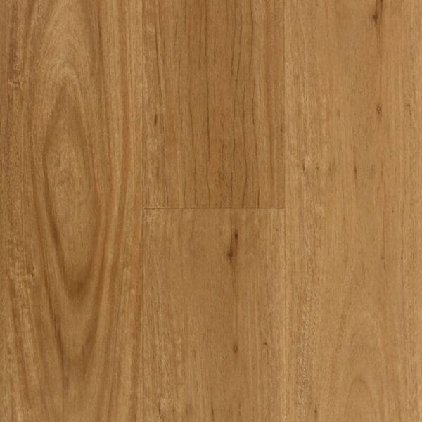 Coastal Blackbutt