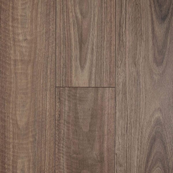 Spotted Gum